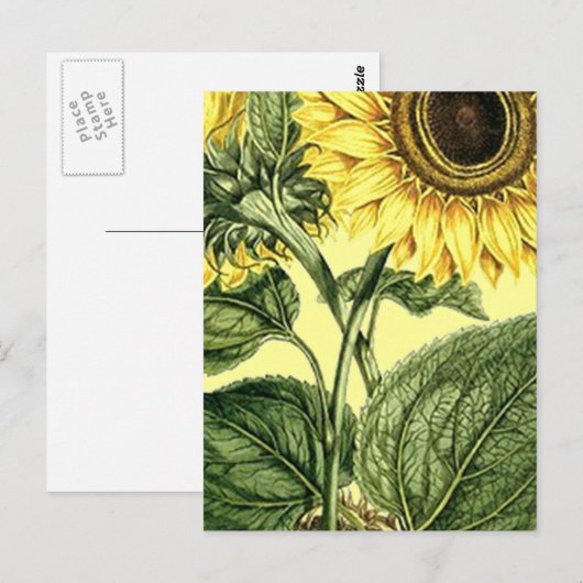  Briefkaart van de zonnebloem van de tuinlente (Voorkant / Achterkant)