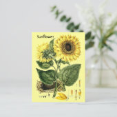  Briefkaart van de zonnebloem van de tuinlente (Staand voorkant)