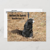Briefkaart van de Zuidelijke Fox Squirrel (Voorkant / Achterkant)