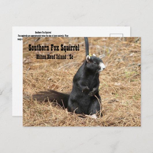 Briefkaart van de Zuidelijke Fox Squirrel (Voorkant / Achterkant)