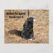 Briefkaart van de Zuidelijke Fox Squirrel (Voorkant)