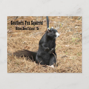 Briefkaart van de Zuidelijke Fox Squirrel