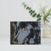 Briefkaart van de zwarte grens Collie Face Dog (Staand voorkant)