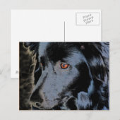 Briefkaart van de zwarte grens Collie Face Dog (Voorkant / Achterkant)