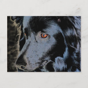 Briefkaart van de zwarte grens Collie Face Dog