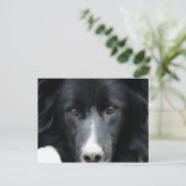 Briefkaart van de zwarte grens Collie Face Dog (Staand voorkant)