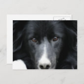 Briefkaart van de zwarte grens Collie Face Dog (Voorkant / Achterkant)