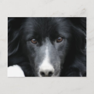 Briefkaart van de zwarte grens Collie Face Dog