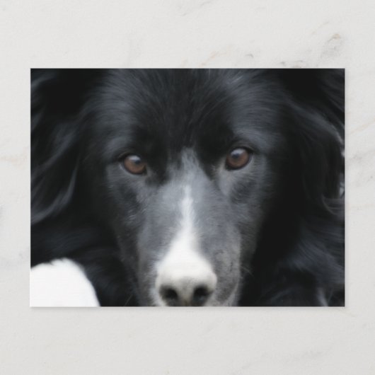 Briefkaart van de zwarte grens Collie Face Dog (Voorkant)