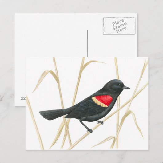 Briefkaart van de zwarte rode hond (Voorkant / Achterkant)