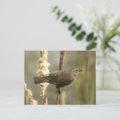 Briefkaart van de zwarte rode hond (vrouw) (Staand voorkant)