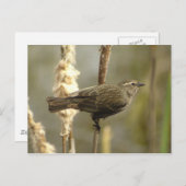 Briefkaart van de zwarte rode hond (vrouw) (Voorkant / Achterkant)