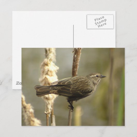 Briefkaart van de zwarte rode hond (vrouw) (Voorkant / Achterkant)