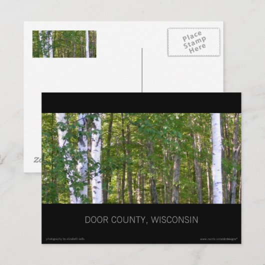 Briefkaart van Deur County Birch Trees (Voorkant / Achterkant)