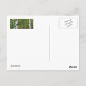 Briefkaart van Deur County Birch Trees (Achterkant)