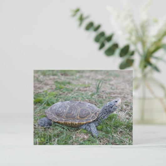 briefkaart van diamondback terrapin (Staand voorkant)