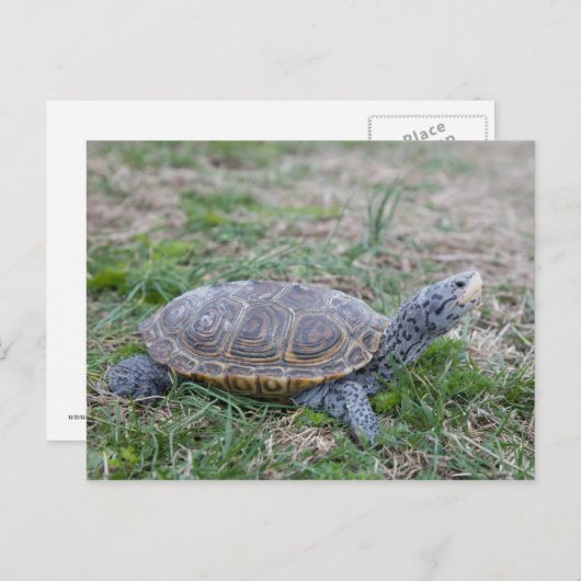 briefkaart van diamondback terrapin (Voorkant / Achterkant)
