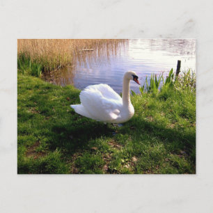 Briefkaart van dieren