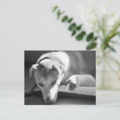 Briefkaart van Dog en Guinee (Staand voorkant)