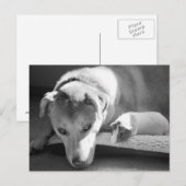 Briefkaart van Dog en Guinee (Voorkant / Achterkant)