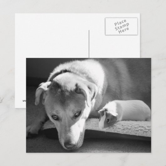 Briefkaart van Dog en Guinee (Voorkant / Achterkant)