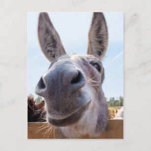 Briefkaart van Donkey glimlachen