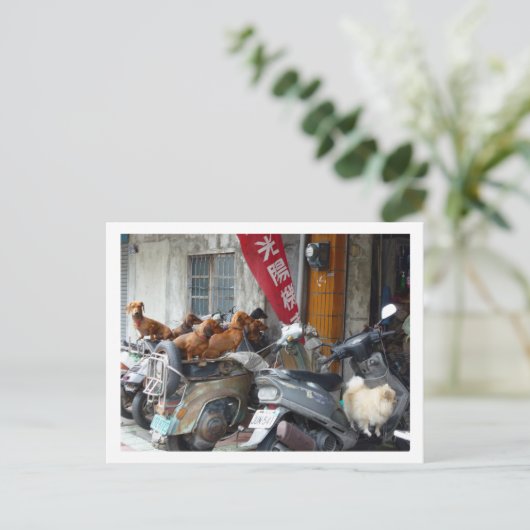 Briefkaart van Doxies (Staand voorkant)