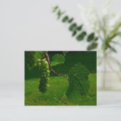 Briefkaart van druiven (Staand voorkant)