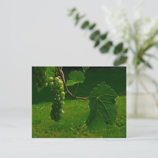 Briefkaart van druiven (Staand voorkant)