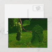Briefkaart van druiven (Voorkant / Achterkant)
