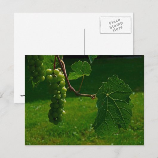 Briefkaart van druiven (Voorkant / Achterkant)