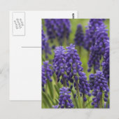 Briefkaart van druiven voor hydraulische lampen (Voorkant / Achterkant)