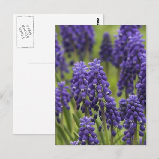 Briefkaart van druiven voor hydraulische lampen (Voorkant / Achterkant)