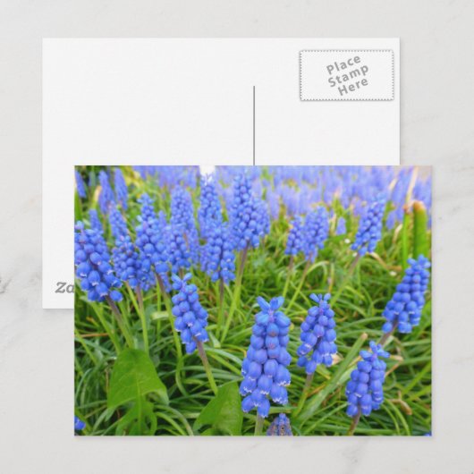 Briefkaart van druivensap (Voorkant / Achterkant)