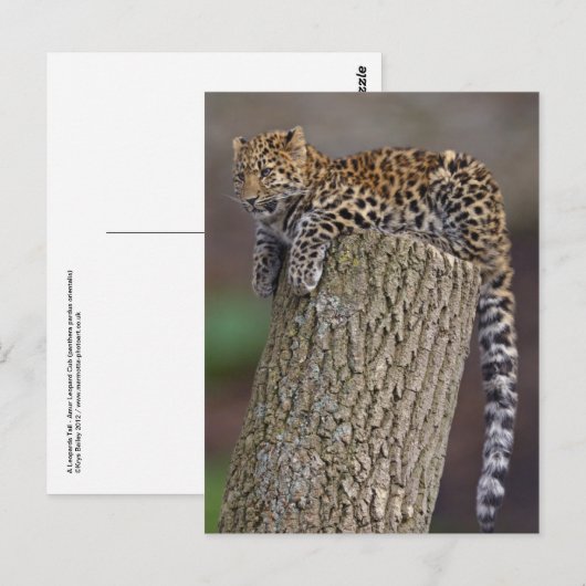 Briefkaart van een luipaard (Voorkant / Achterkant)