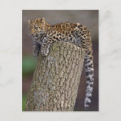 Briefkaart van een luipaard (Voorkant)