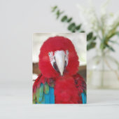 Briefkaart van een mooie Macaw Parrot (Staand voorkant)