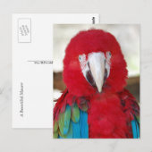Briefkaart van een mooie Macaw Parrot (Voorkant / Achterkant)