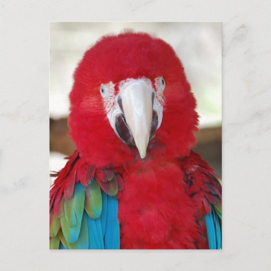 Briefkaart van een mooie Macaw Parrot (Voorkant)