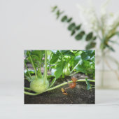 Briefkaart van eikelveer (Staand voorkant)