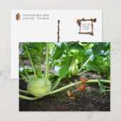 Briefkaart van eikelveer (Voorkant / Achterkant)