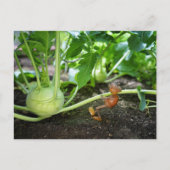 Briefkaart van eikelveer (Voorkant)