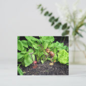 Briefkaart van eikelveer (Staand voorkant)