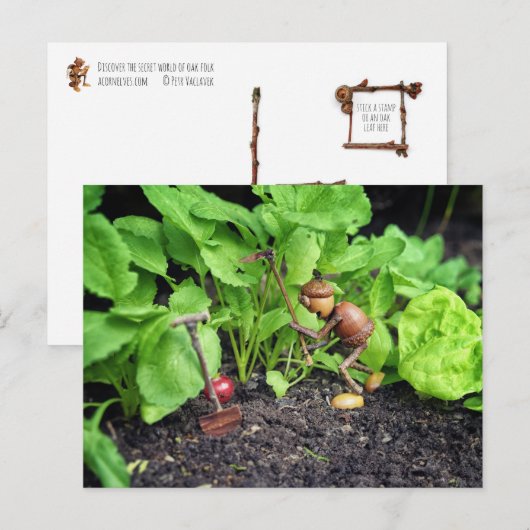 Briefkaart van eikelveer (Voorkant / Achterkant)