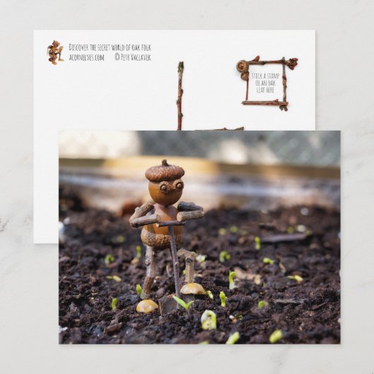 Briefkaart van eikelveer (Voorkant / Achterkant)