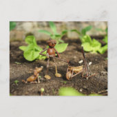 Briefkaart van eikelveer (Voorkant)