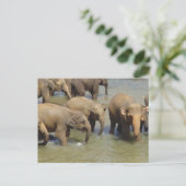 Briefkaart van Elephants (Staand voorkant)