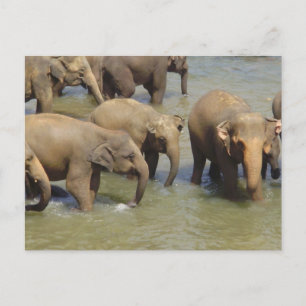 Briefkaart van Elephants