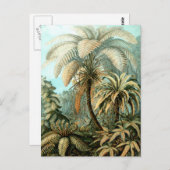 Briefkaart van Ernst Haeckel in de Filicinae (Tree (Voorkant / Achterkant)