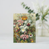 Briefkaart van Ernst Haeckel Orchidaceae (Staand voorkant)